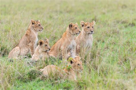 Day 1: Nairobi to Masai Mara National Reserve