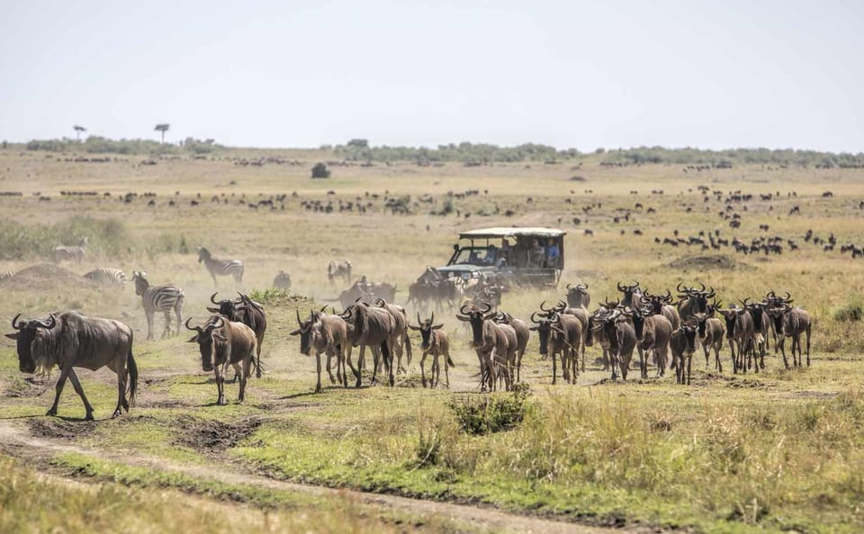 Day 2: Whole day in Masai Mara National Reserve