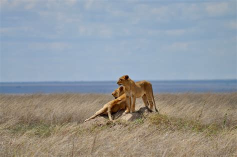 Day 4: Masai Mara National Reserve