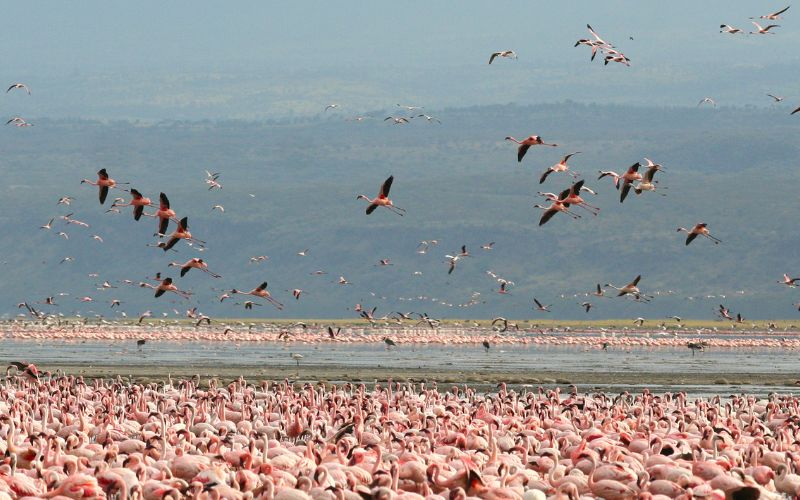 Day 3: Masai Mara to Lake Nakuru National Park