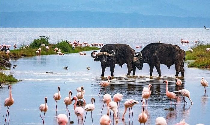 Day 4: Lake Nakuru to Nairobi