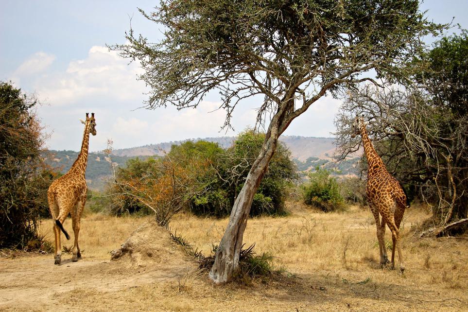Day 2: Full-Day Game Drive in Masai Mara