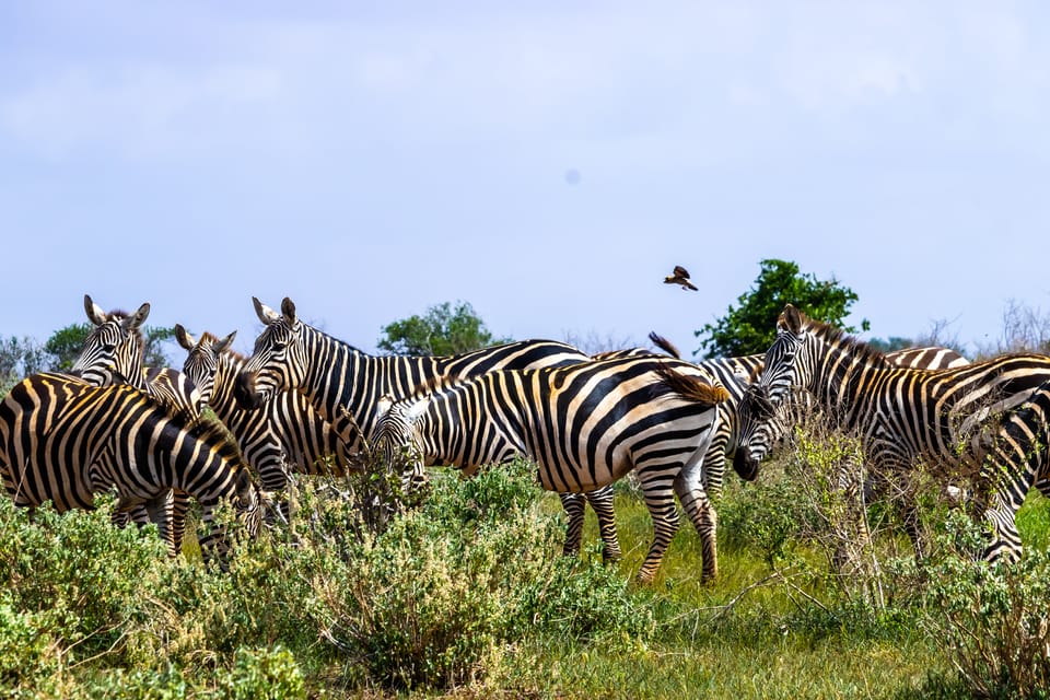 Day 4: Tsavo East National Park to Nairobi