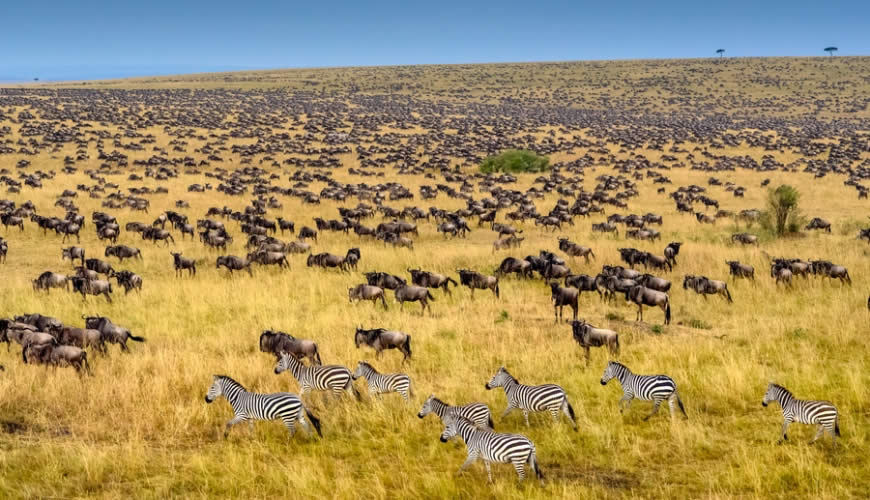Day 2: Full-Day Exploration of Masai Mara National Reserve