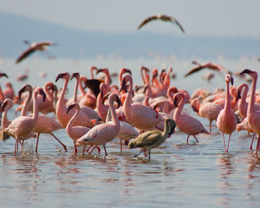 Day 3: Masai Mara to Lake Nakuru National Park