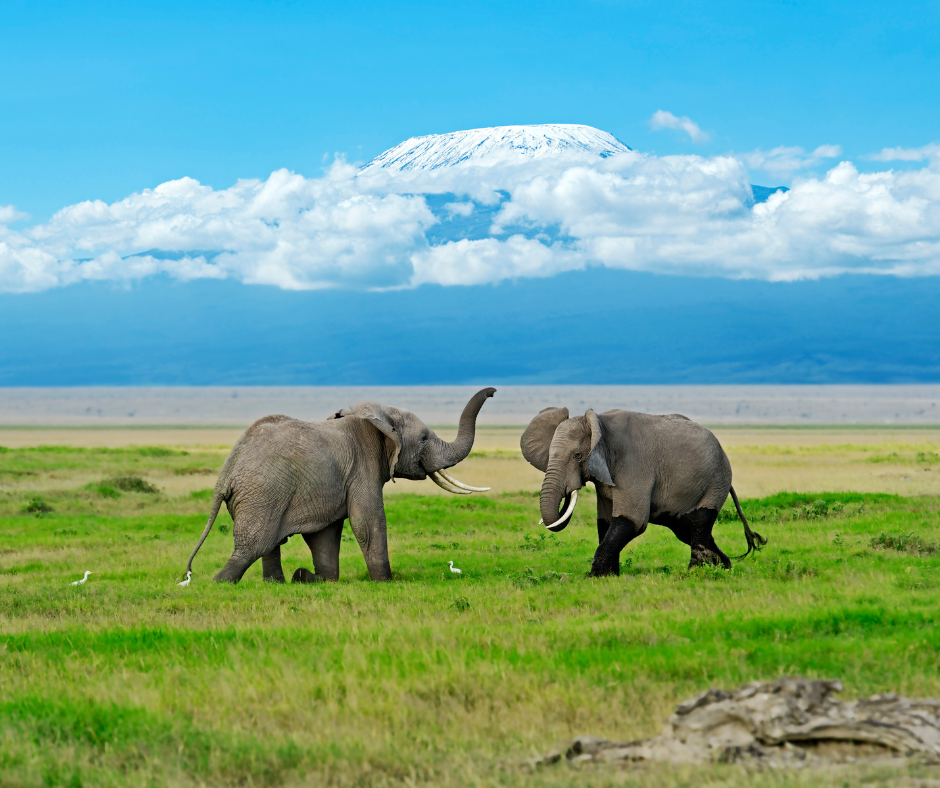Day 6: Amboseli National Park