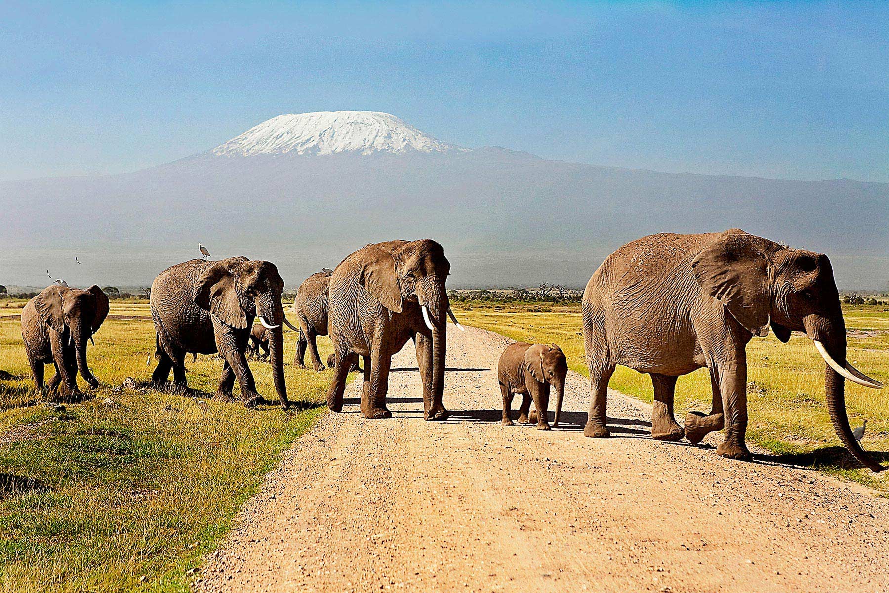 Day 7: Amboseli National Park to Nairobi