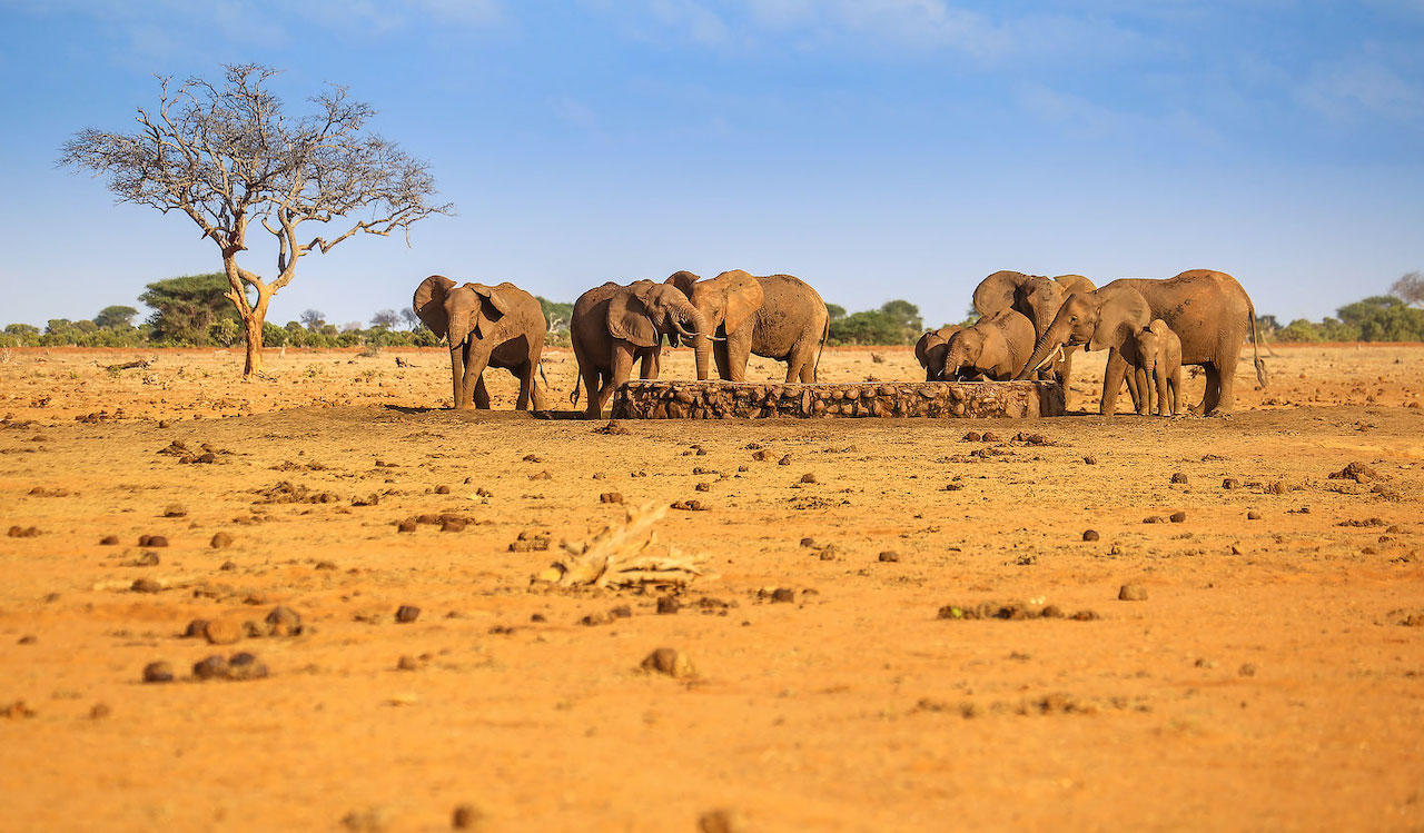 Day 1: Mombasa to Tsavo East National Park