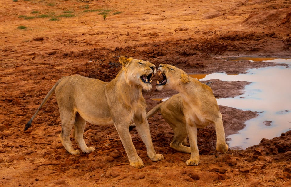 Day 1: Mombasa to Tsavo West National Park