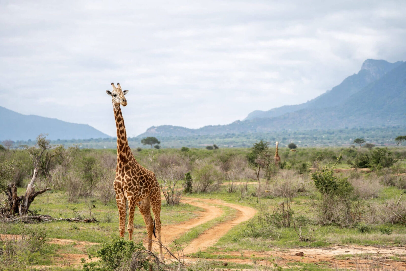 Day 2: Tsavo West National Park to Tsavo East National Park