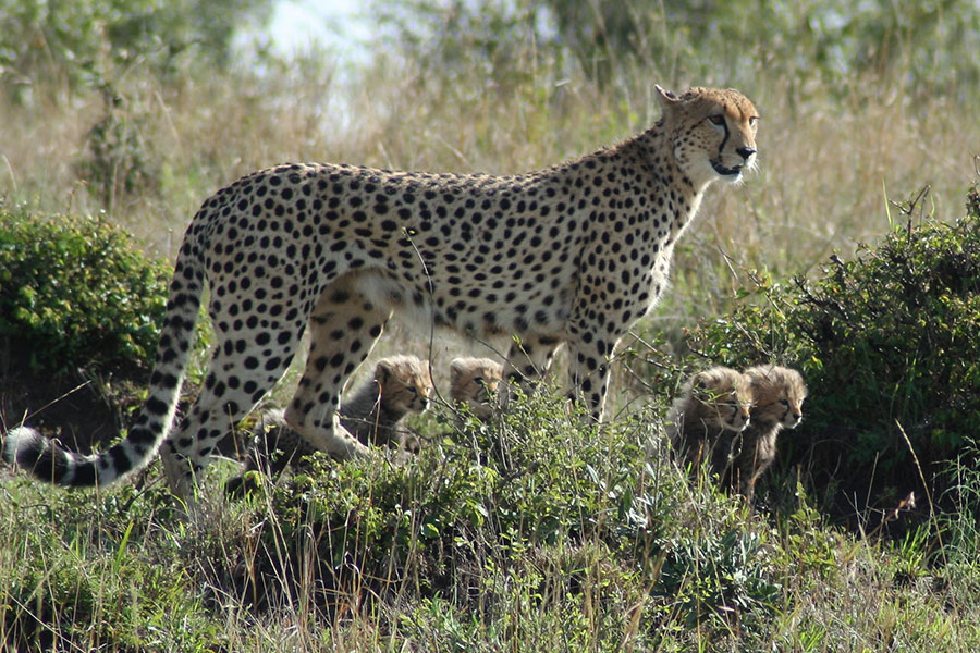 Day 2: Full-Day Exploration of Masai Mara National Reserve