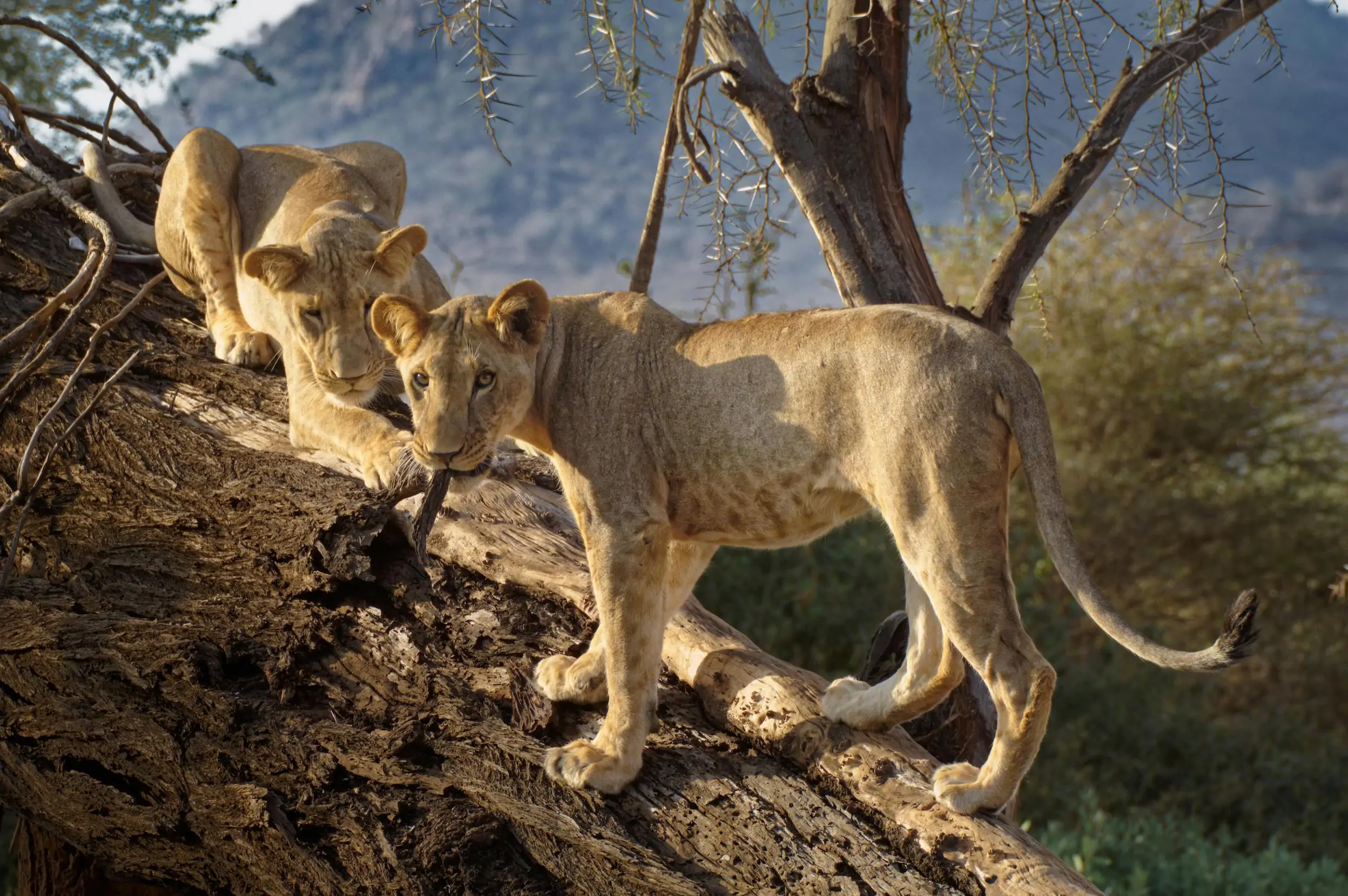 Day 6: Full-Day Exploration of Samburu National Reserve