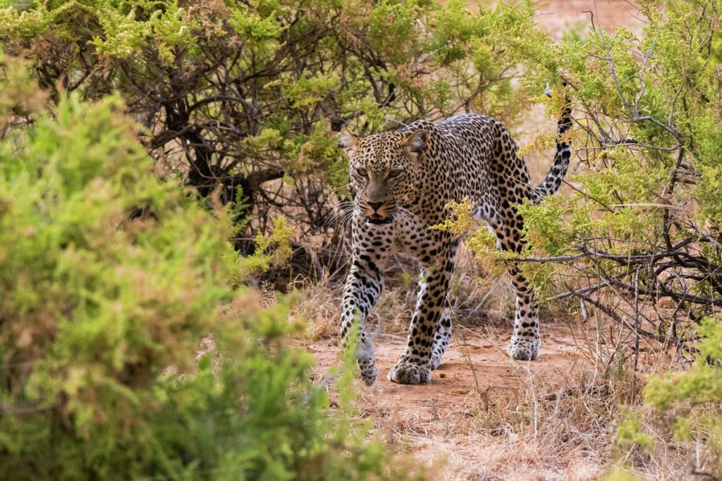 Day 7: Samburu National Reserve to Nairobi