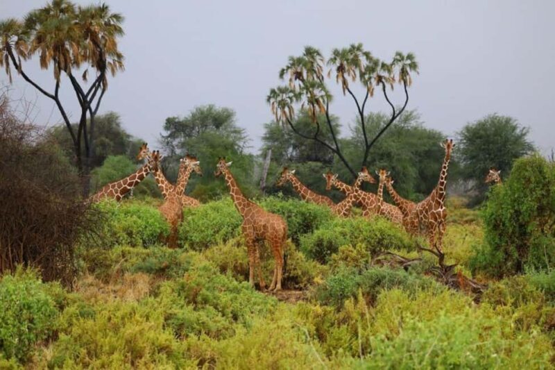 Day 2: Aberdare National Park to Nanyuki