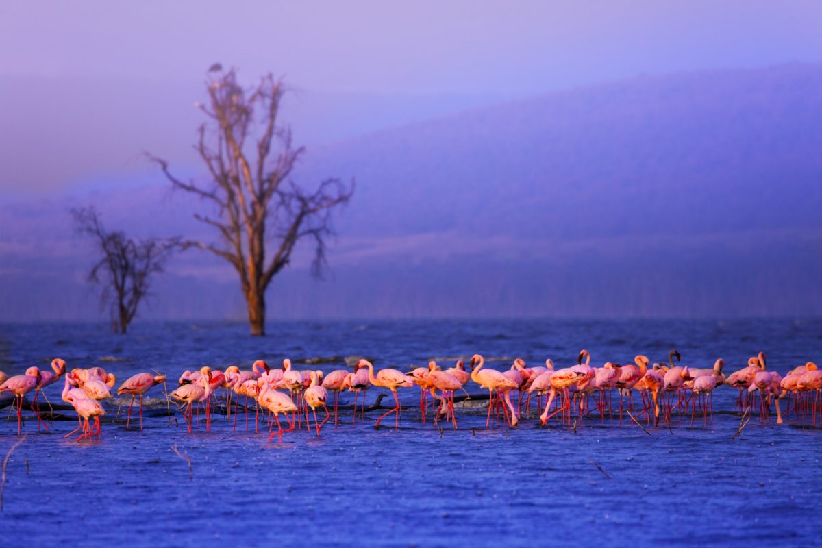 Day 3: Nanyuki to Lake Nakuru National Park