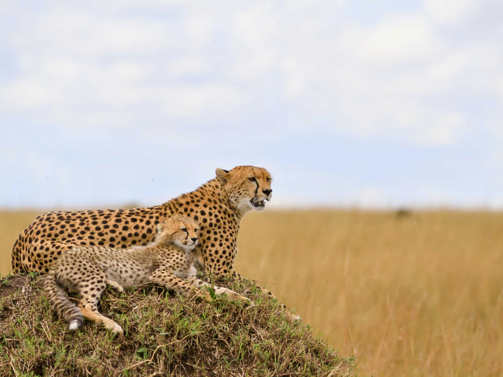 Day 4: Lake Nakuru National Park to Masai Mara National Reserve