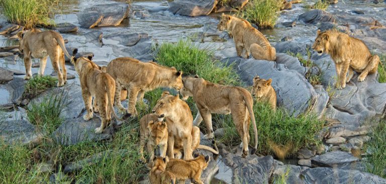 Day 5: Full-Day Game Drive in Masai Mara National Reserve