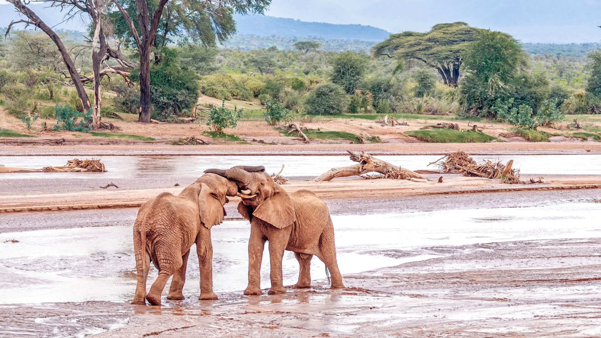 Day 1: Nairobi to Samburu National Reserve