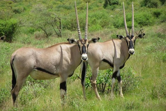Day 2: Full-Day Exploration of Samburu National Reserve