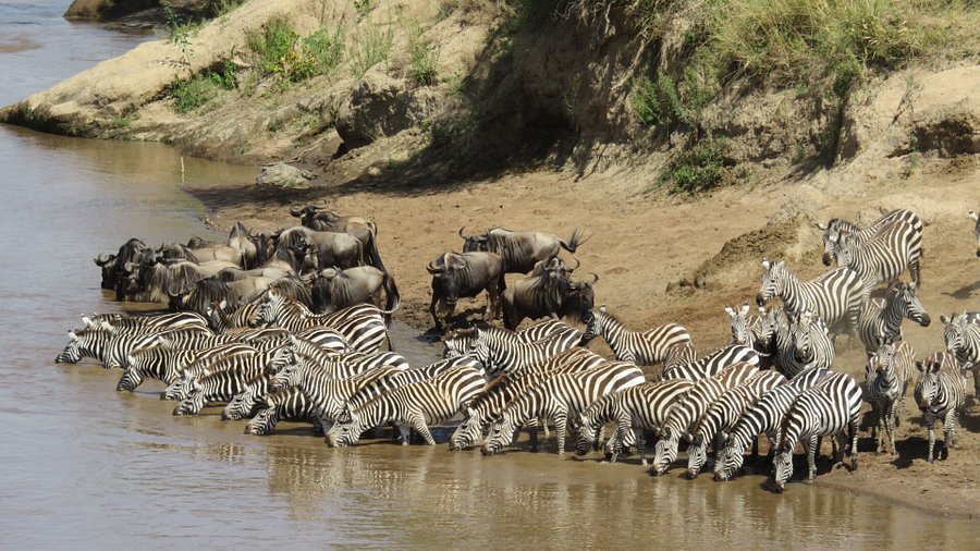 Day 6: Full day in Masai Mara National Reserve