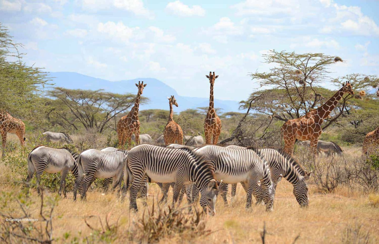 Day 2: Full day in Samburu National Reserve