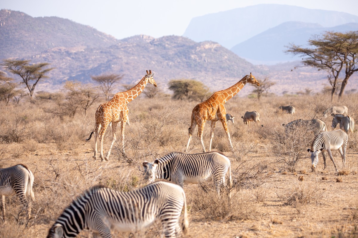Day 1: Nairobi to Samburu National Reserve
