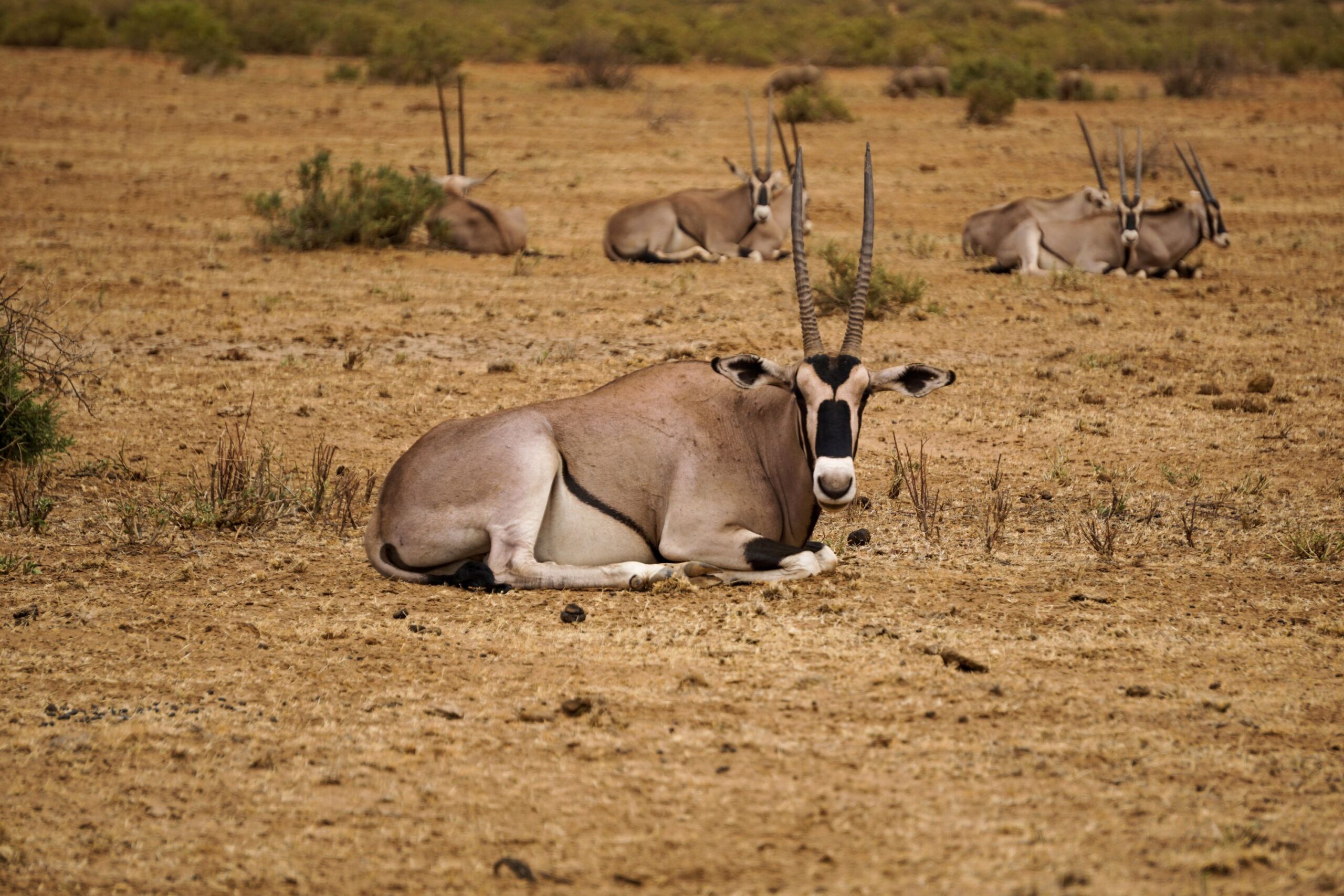 Day 2: Full-Day Exploration of Samburu National Reserve