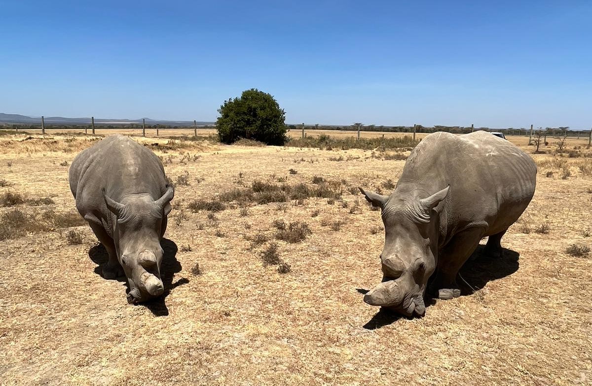 Day 6: Ol Pejeta Conservancy to Nairobi