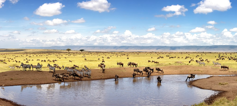 Day 2: Full Day in Masai Mara National Reserve