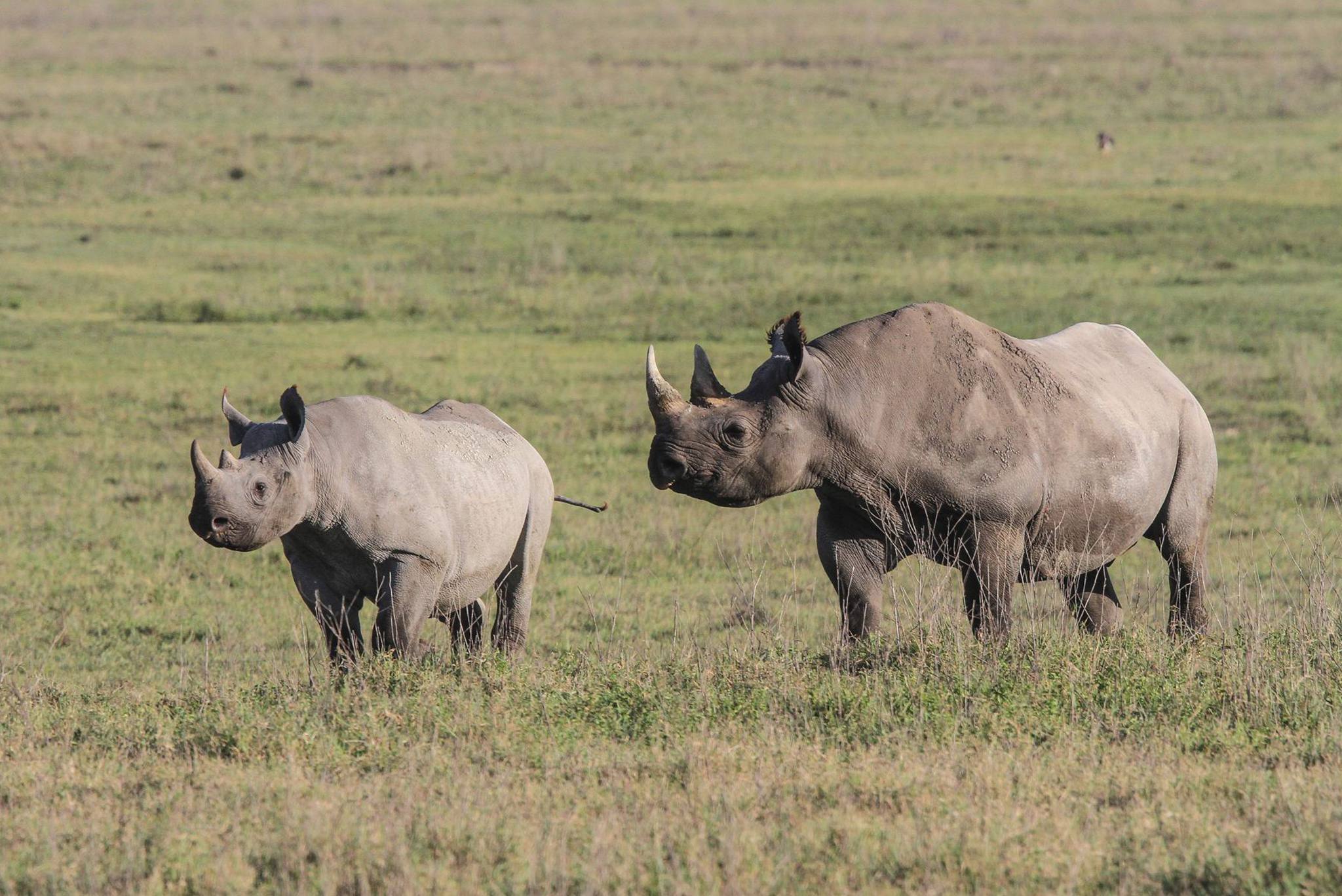 Day 6: Serengeti National Park to Ngorongoro Crater