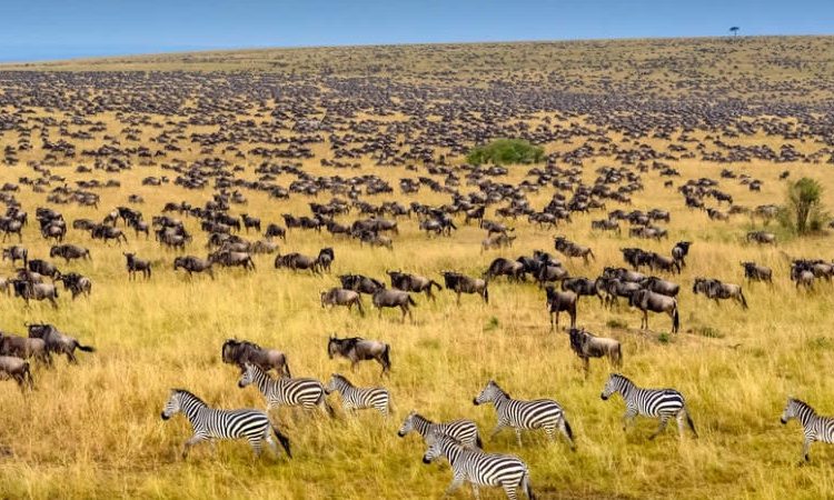 Day 4: Lake Nakuru National Park to Masai Mara National Reserve