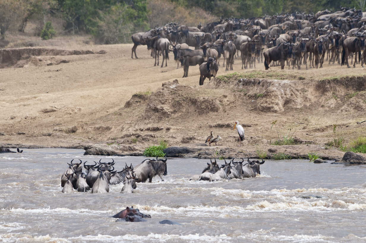Day 5: Whole day in Masai Mara National Reserve