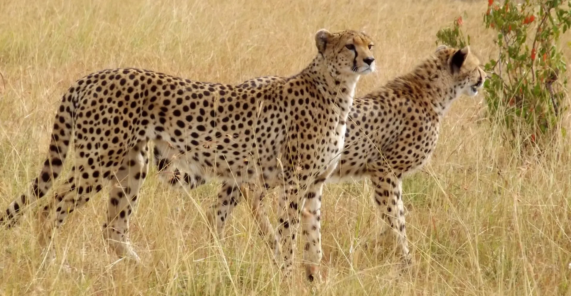 Day 6: Masai Mara to Naboisho Conservancy and Night game drive