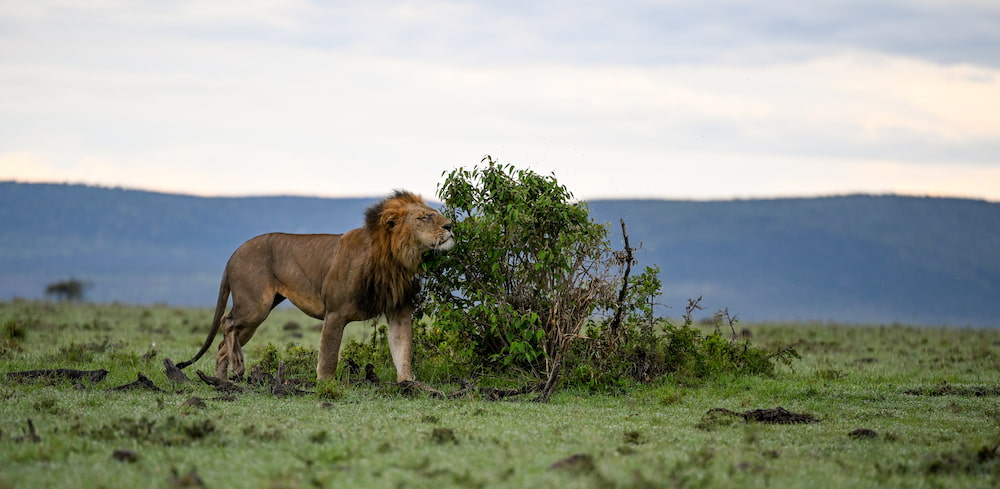 Day 7: Naboisho Conservancy to Nairobi