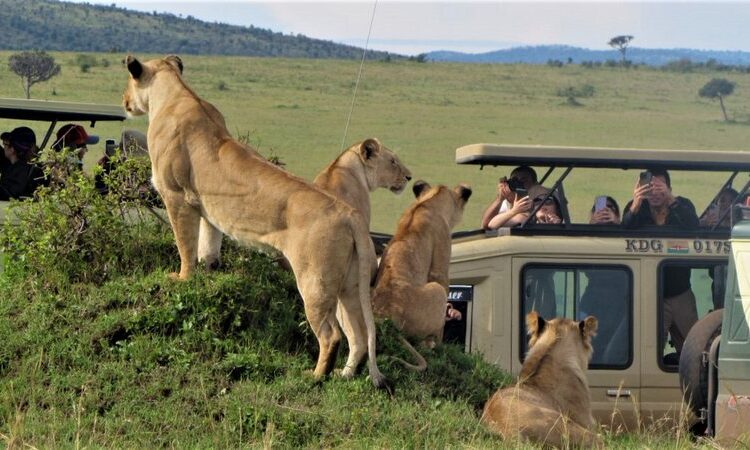 Day 2: Full-Day Exploration of Masai Mara