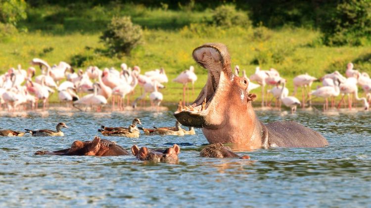 Day 4: Lake Naivasha to Nairobi