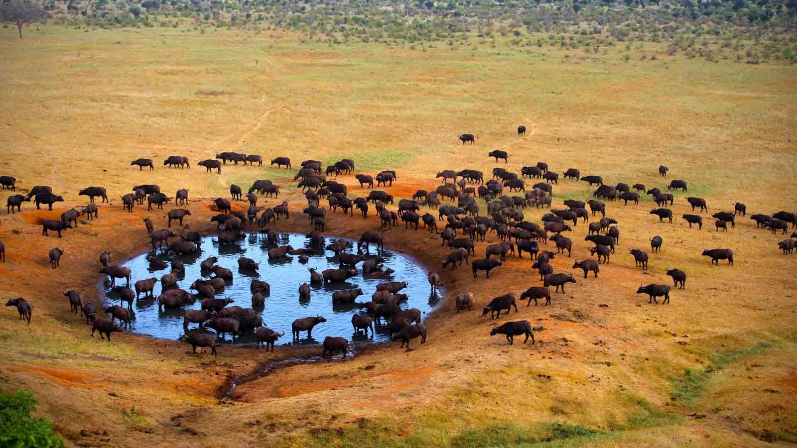 Day 2: Full-Day Exploration of Meru National Park