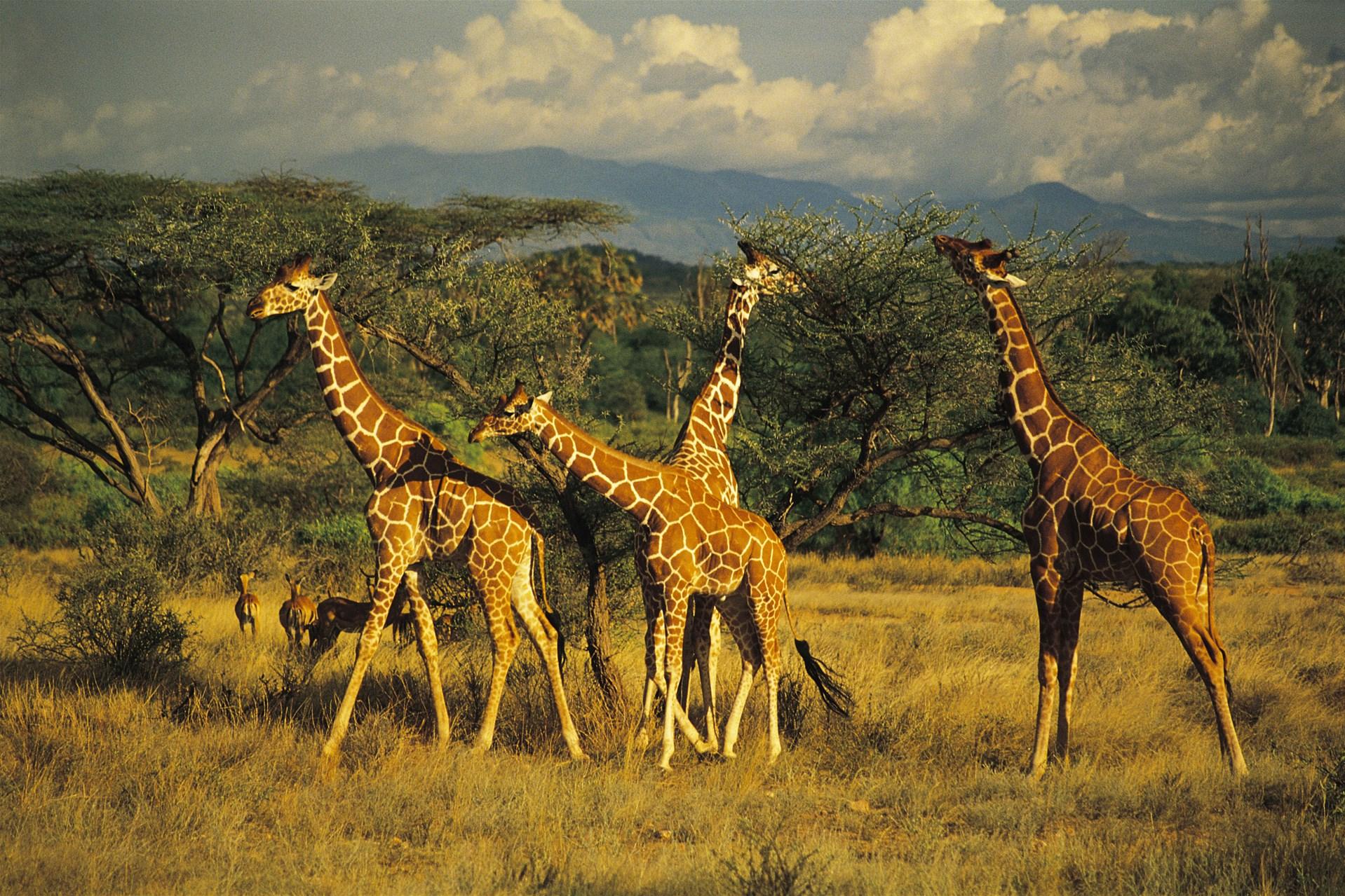 Day 4: Full-Day Exploration of Samburu National Reserve