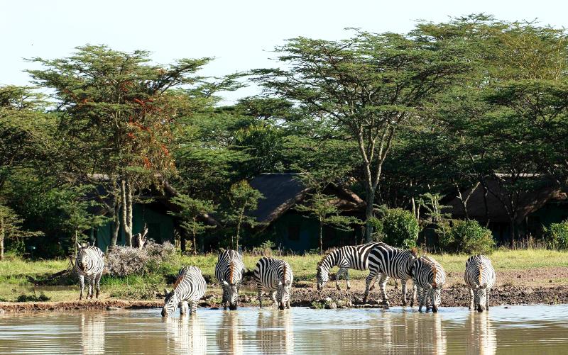 Day 6: Sweetwaters Conservancy to Nairobi