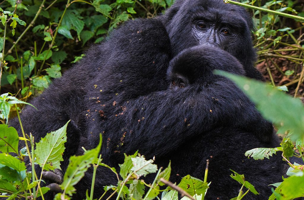 Day 2: Mountain Gorillas Trekking and Cultural Tour