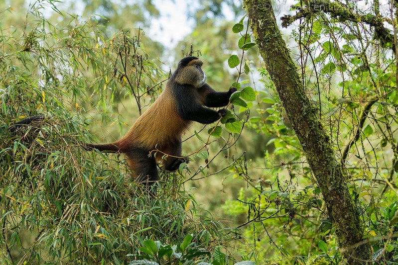 Day 3: Golden Monkeys Trekking and Drive Back