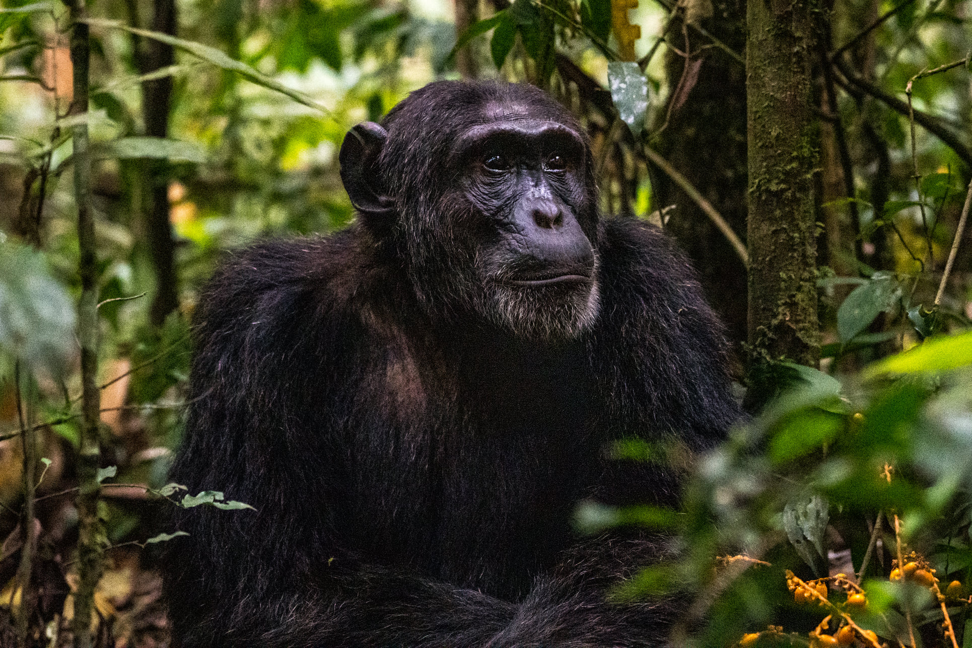 Day 4: Chimpanzee Trekking and Transfer back to Kigali