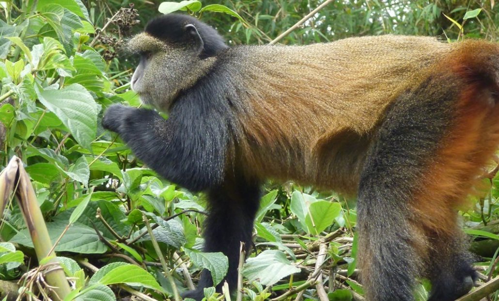 Day 3: Early Transfer to Volcano National Park for Golden Monkey Trekking and Gorilla Guardian Village