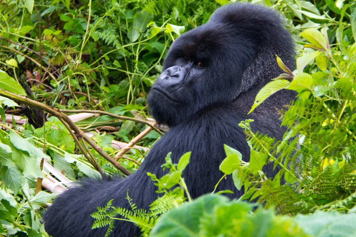 Day 4: Gorilla Trekking Adventure and Departure