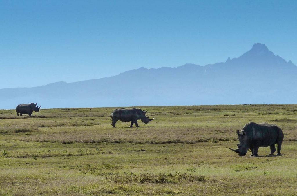 Day 3: Buffalo Springs National Reserve to Ol Pejeta Conservancy