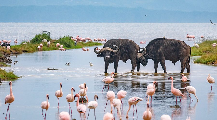 Day 4: Ol Pejeta Conservancy to Lake Naivasha