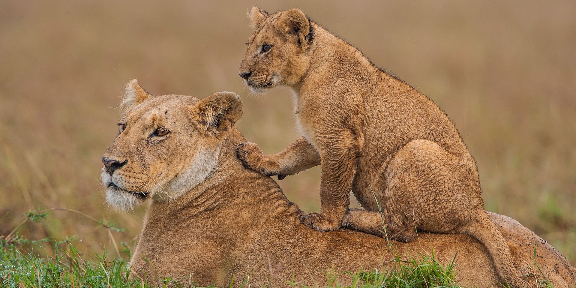 Day 5: Explore Masai Mara National Reserve