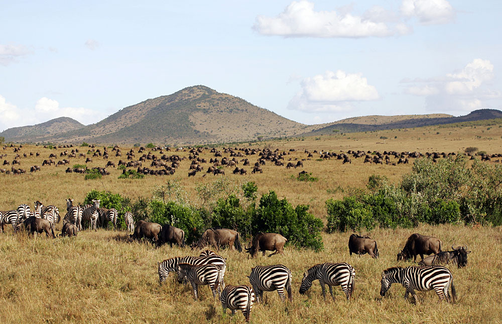 Day 6: Explore Masai Mara National Reserve