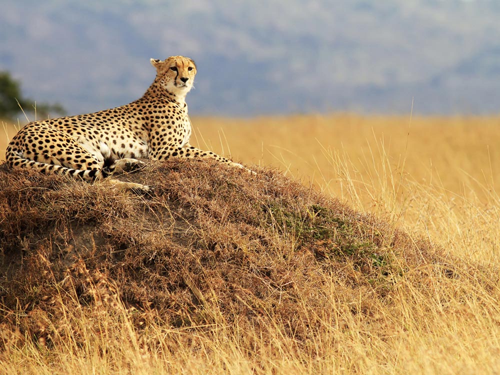 Day 7: Masai Mara to Nairobi