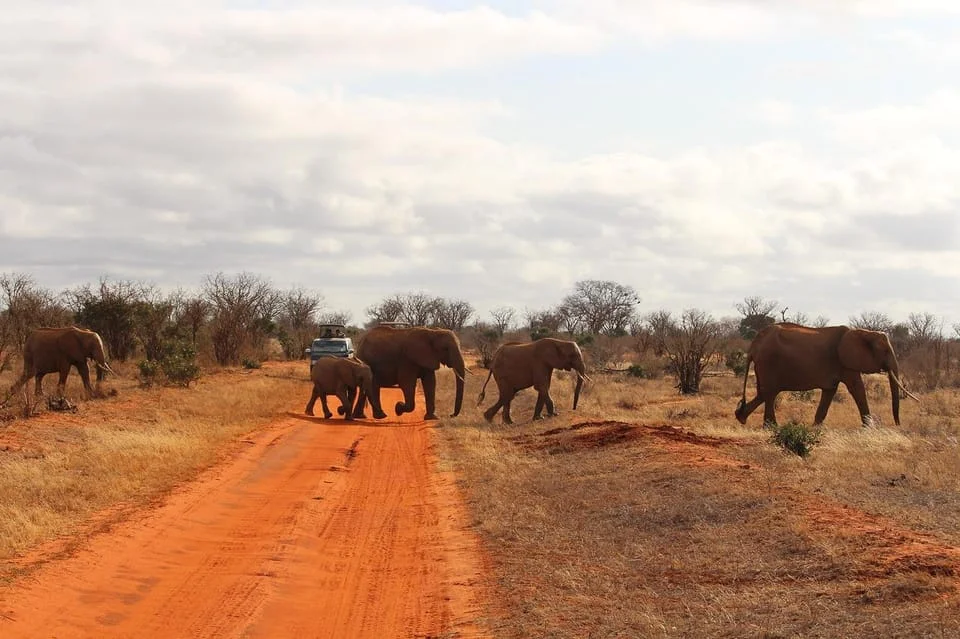 Day 10: : Amboseli National Park to Tsavo West National Park